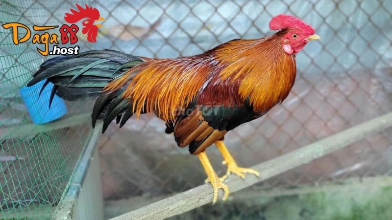 Gà Nhật Nguyệt
