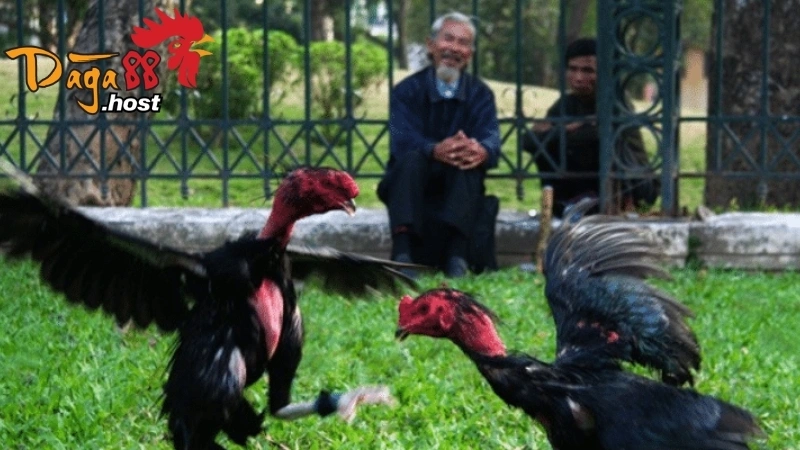 Gà Thư Hùng Kê