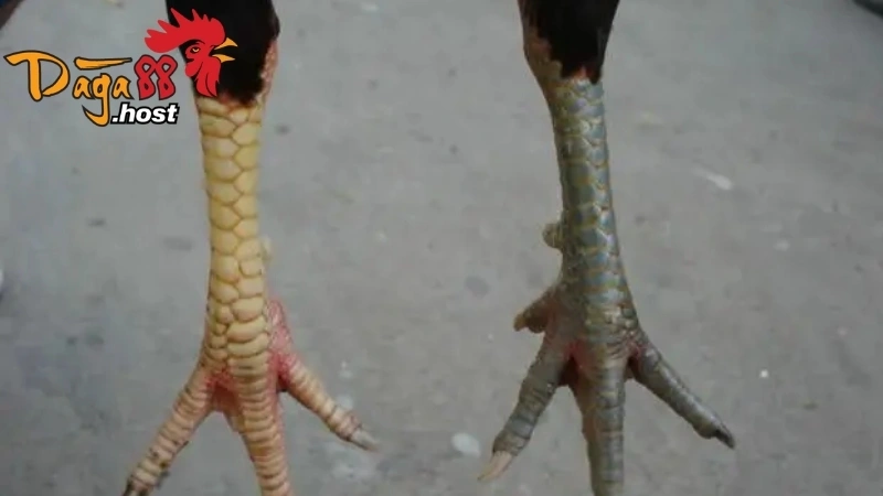 Gà Thư Hùng Kê