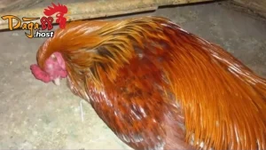 Gà Tử Mị