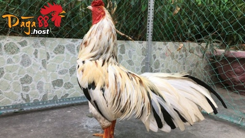Gà Ngũ Sắc