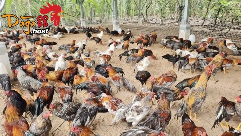 Gà Ngũ Sắc