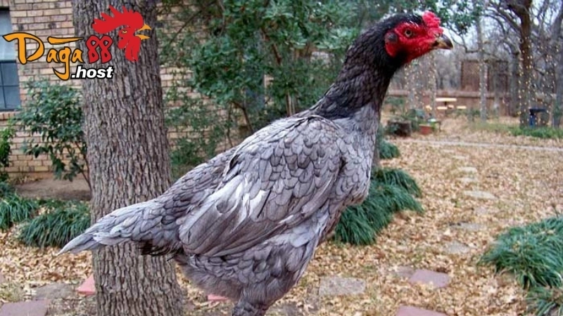 Gà Xám